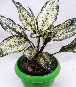 تصویر گل آگلونما برفی سایز گلدان 15-ارتفاع گیاه حدود 25 سانتی متر