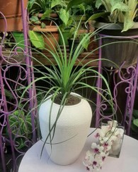 تصویر چگونگی افزایش رشد و گل‌دهی گیاه لیندا 