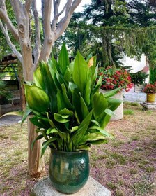 تصویر سفارش برگ عبایی برای تزئین دیوارهای بزرگ 