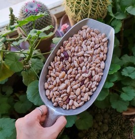 تصویر لوبیا چیتی 