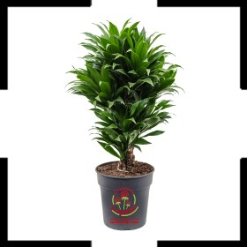 تصویر دراسینا کامپکت Dracaena Compacta