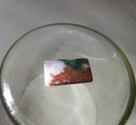 تصویر شجر دریایی کد 513 