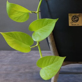 تصویر پتوس نئون 