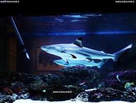 تصویر کوسه مرجانی باله سیاه بلک تیپ Blacktip Reef Shark