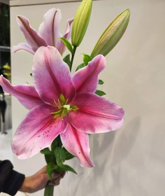 تصویر لیلیوم اوریانتال Oriantal