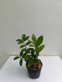 تصویر زامیفولیا سبز هلندی 