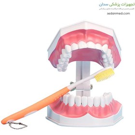 تصویر مولاژ آموزش مسواک با دندان های جدا شونده moulage of toothbrush training