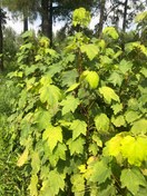 تصویر نهال افرا پلت ارتفاع یک تا یک و نیم متر ریشه لخت Acer Velcronum saplings, one to one and a half meters high, bare root