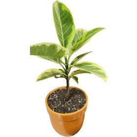 تصویر گیاه آپارتمانی فیکوس 