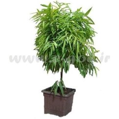 تصویر گلدان گل بنجامین آمستر 