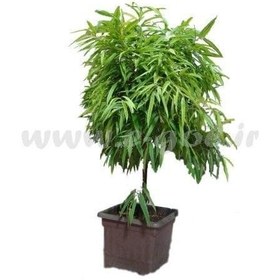 تصویر گلدان گل بنجامین آمستر 