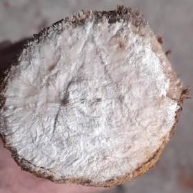 تصویر چوب بلوط 2500 گرمی 