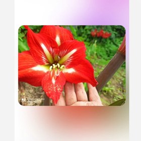 تصویر پیاز گل آماریلیس گل درشت 