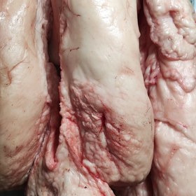 تصویر دنبه تازه گوسفندی 