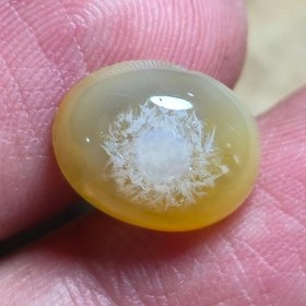 تصویر باباقوری زرد 