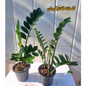 تصویر زاموفیلیا سبز گلدان 14 