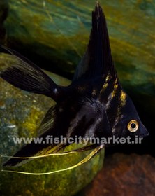 تصویر انجل ابلغ 7 سانت 