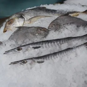 تصویر یخساز پودری Powdered ice maker