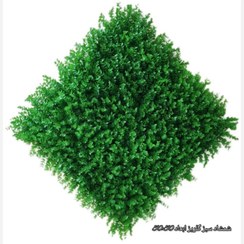 تصویر گرین وال شمشاد درجه یک 