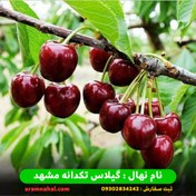 تصویر نهال گیلاس تکدانه 