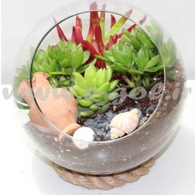 تصویر تراریوم کاکتوس 