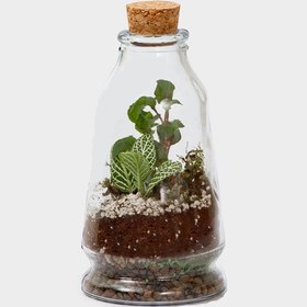 تصویر تراریوم شهرزاد 