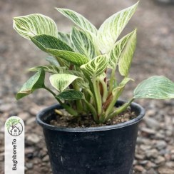 تصویر فیلودندرون برکین 