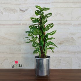 تصویر پتوس حصیری چوبدار با گلدان آلمینیومی و پایه - سفید نقره ای 