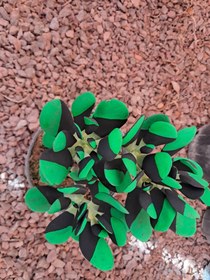 تصویر یشم رنگی 