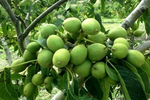 تصویر فروشگاه نهالستان رونیکس نهال