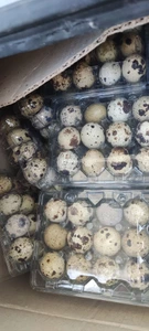 تصویر فروشگاه طاها پخش