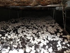 تصویر فروشگاه به مزه