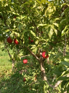 تصویر فروشگاه نهالستان طلای سبز خوی