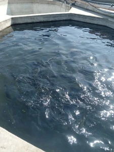 تصویر فروشگاه پرورش ماهی زمانی