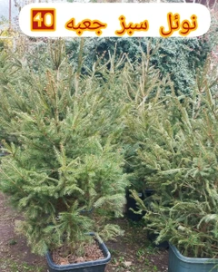 تصویر فروشگاه گلکده رامس