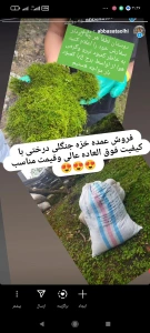 تصویر فروشگاه خزه درختی و جنگلی