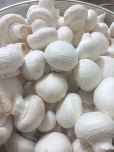 تصویر فروشگاه قارچ درسا