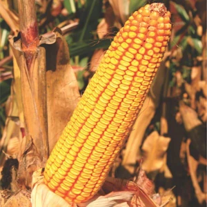 تصویر فروشگاه مهندسی کشاورزی کاج