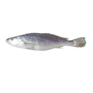 تصویر فروشگاه دریا گوهر