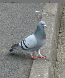 تصویر فروشگاه رها صدرا