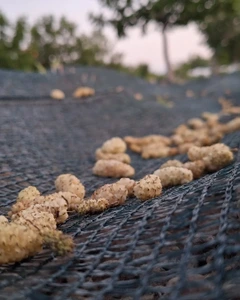 تصویر فروشگاه مزرعه زعفرانیه