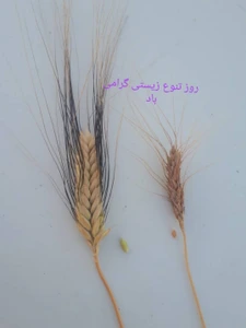 تصویر فروشگاه کاموت