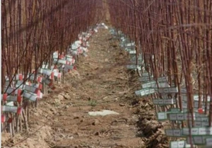 تصویر فروشگاه درختینو