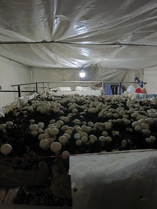 تصویر فروشگاه پرورش قارچ امین