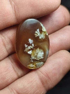 تصویر فروشگاه شجر مهدی