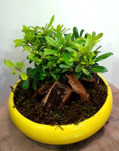 تصویر فروشگاه فلوریا گل روزبه