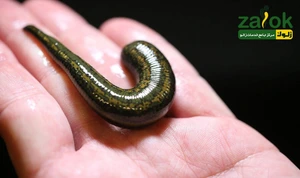 تصویر فروشگاه دکتر لیچ