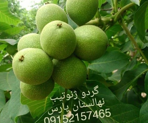 تصویر فروشگاه درختینو