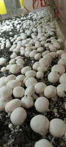 تصویر فروشگاه مزرعه قارچ نورا