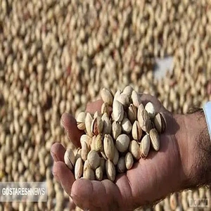 تصویر فروشگاه پسته طلای سبز